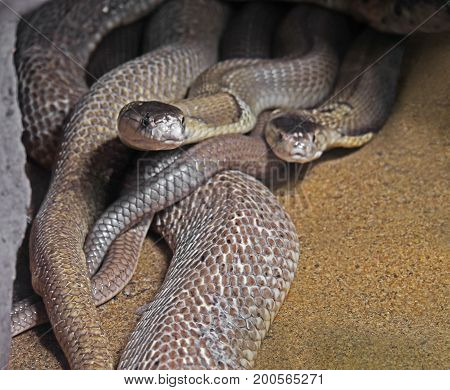 Closeup Dual Monocled Cobra on Sand Background