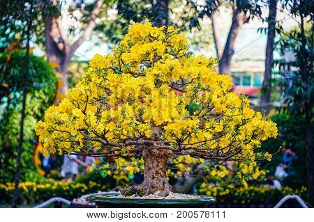 Ochna Integerrima Flowers At Spring Time