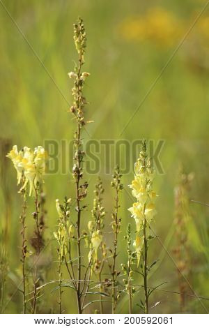 Linaria Vulgaris, The Common Toadflax Mit Blossoms And Fruits