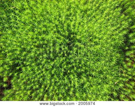 Muschio verde brillante