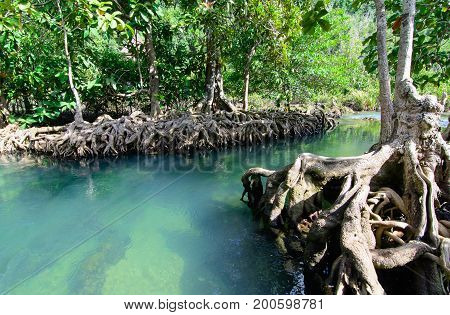 The Tha pom Klong Song Nam at Krabi at Krabi Thailand Is a clear blue water in the mangrove forest.Popular Tourist Attraction in Krabi Province.