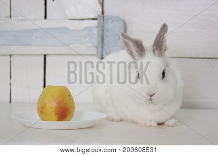 Beautiful white rabbit sitting near a plate with a fresh apple. Pet animals.