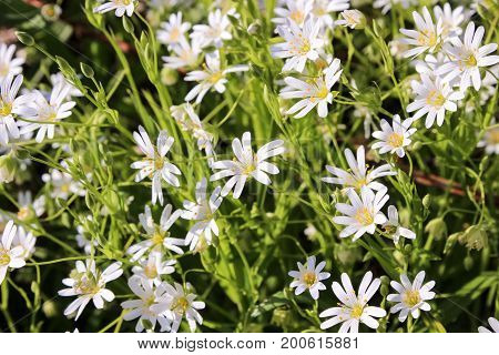 Stellaria holostea group of perennial flowers in bloom