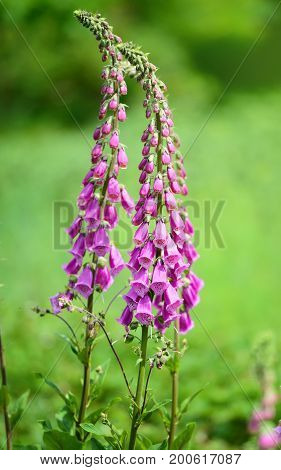 Flowering Foxglove Flowers (digitalis Purpurea) In A Garden