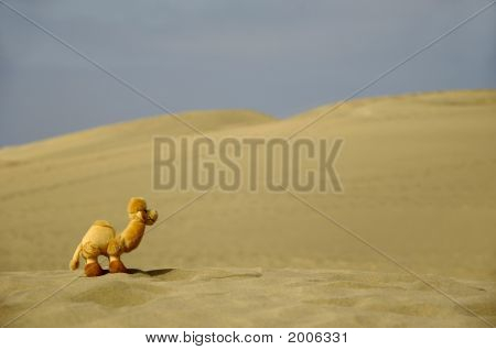 Dromedar en desierto