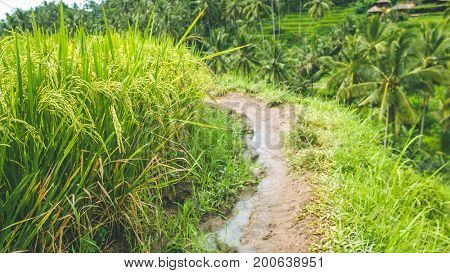 Walking path along rice terrace fields with beautiful blurred coconut palm in background, Ubud, Bali, Indonesia.