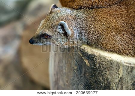 Close-up of yellow mongoose or Cynictis penicillata