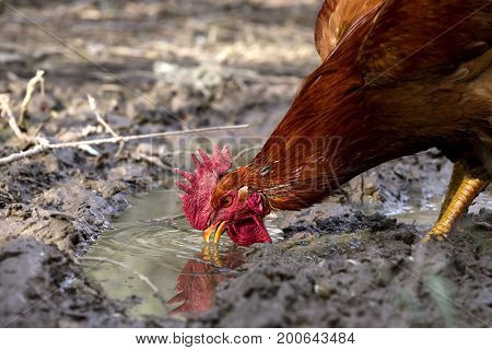 The rufous rooster drinks water from a puddle