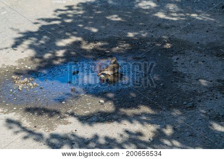 Sparrows Are Swimming In A Puddle