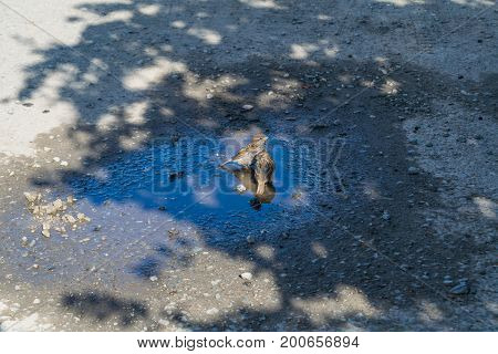 Sparrows Are Swimming In A Puddle