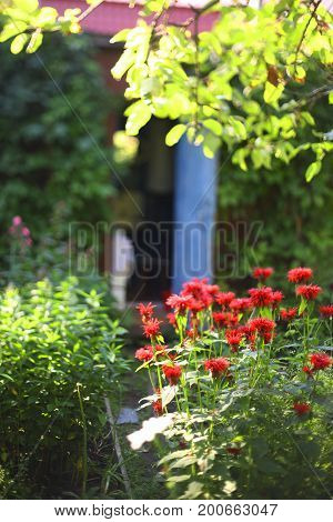Beautiful Garen With Bergamot Flowers  And Old Shed