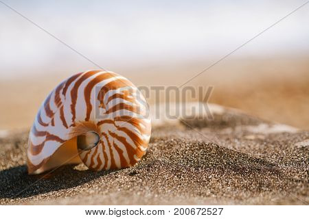 nautilus pompilius sea shell seashell on black sand beach, Isle of Wight