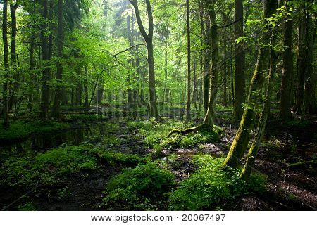 Alba di primavera In Stand decidua umida della foresta di Bialowieza
