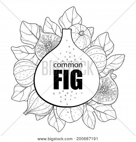Vector round composition with outline Common Fig or Ficus carica fruit, slice and leaf isolated on white background. Subtropical plant in contour style for exotic summer design and coloring book.