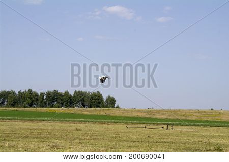Stork flying over the field background blurred.
