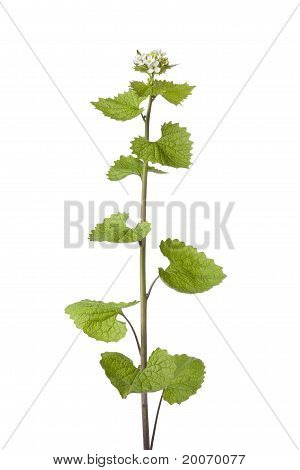 Färska blommande vitlök senap