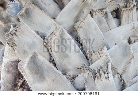 Part of trunk of a palm gray color