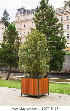 Street decorative trees in a flower pots.