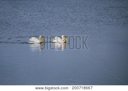 Floating pelicans in srael on the lake Agmon