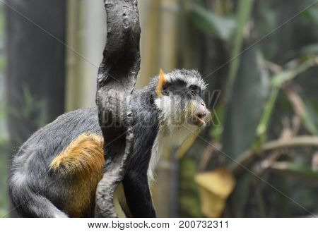 Wolf's guenon monkey sitting back on his hind end.