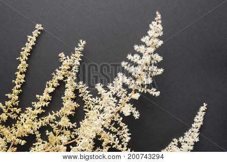 Fragile white Astilba flowers on balck background