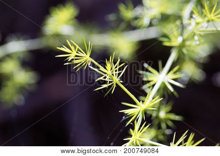 Leaves of a wild asparagus (Asparagus acutifolius)