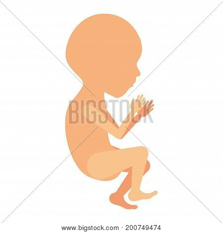 color silhouette of side view fetal growth a semestrer vector illustration