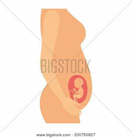 color silhouette of side view pregnancy process in female body fetus human growth semestrer vector illustration
