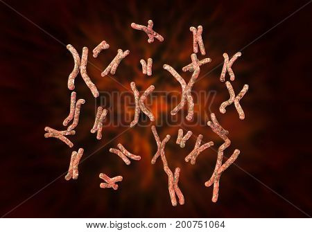 Set of human chromosomes, female karyotype, 3D illustration