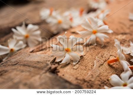 Nyctanthes arbor-tristis or Parijat or prajakt flower typically found in India,asia