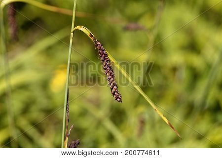 Flower head of a blue sedge (Carex flacca)