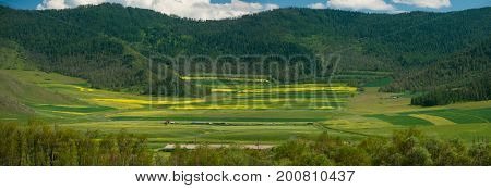 Beauty colors of summer Altai. Green and yellow meadow with trees on mountain background
