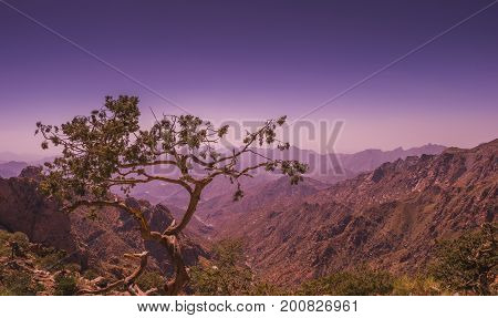 a solitary tree looking after a valley in Taif Mountains area in saudi arabia