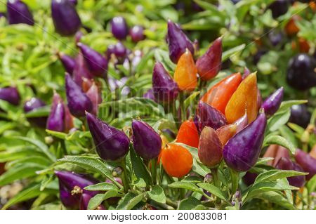 The Colorful Facing Heaven Pepper
