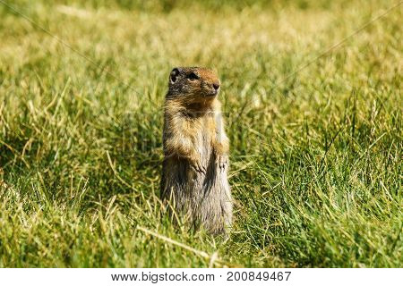 European Suslik Gopher Or Ground Squirrel In The Wilderness Outside.