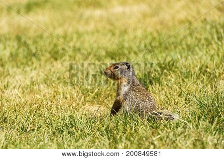 European Suslik Gopher Or Ground Squirrel In The Wilderness Outside.