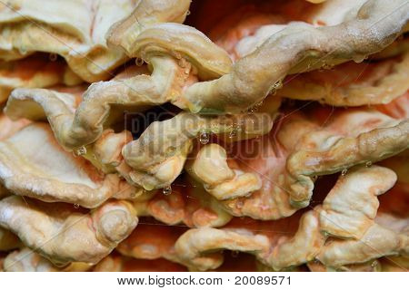 Dešťové kapky na Fomitopsis Officinalis