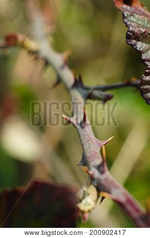 Focus on a group of thorns of bramble.