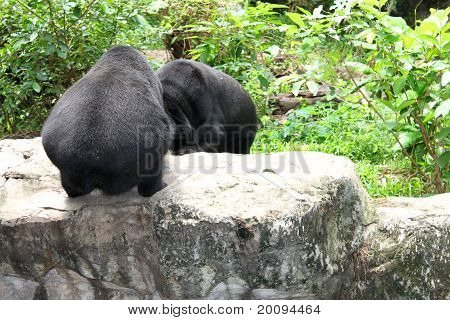 Schwarzbär