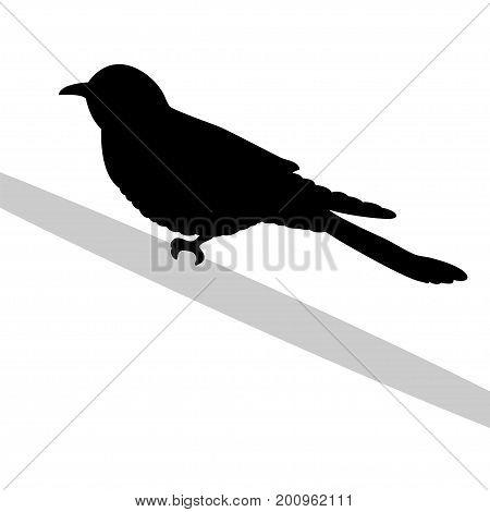 Cuckoo bird  black silhouette animal. Vector Illustrator.