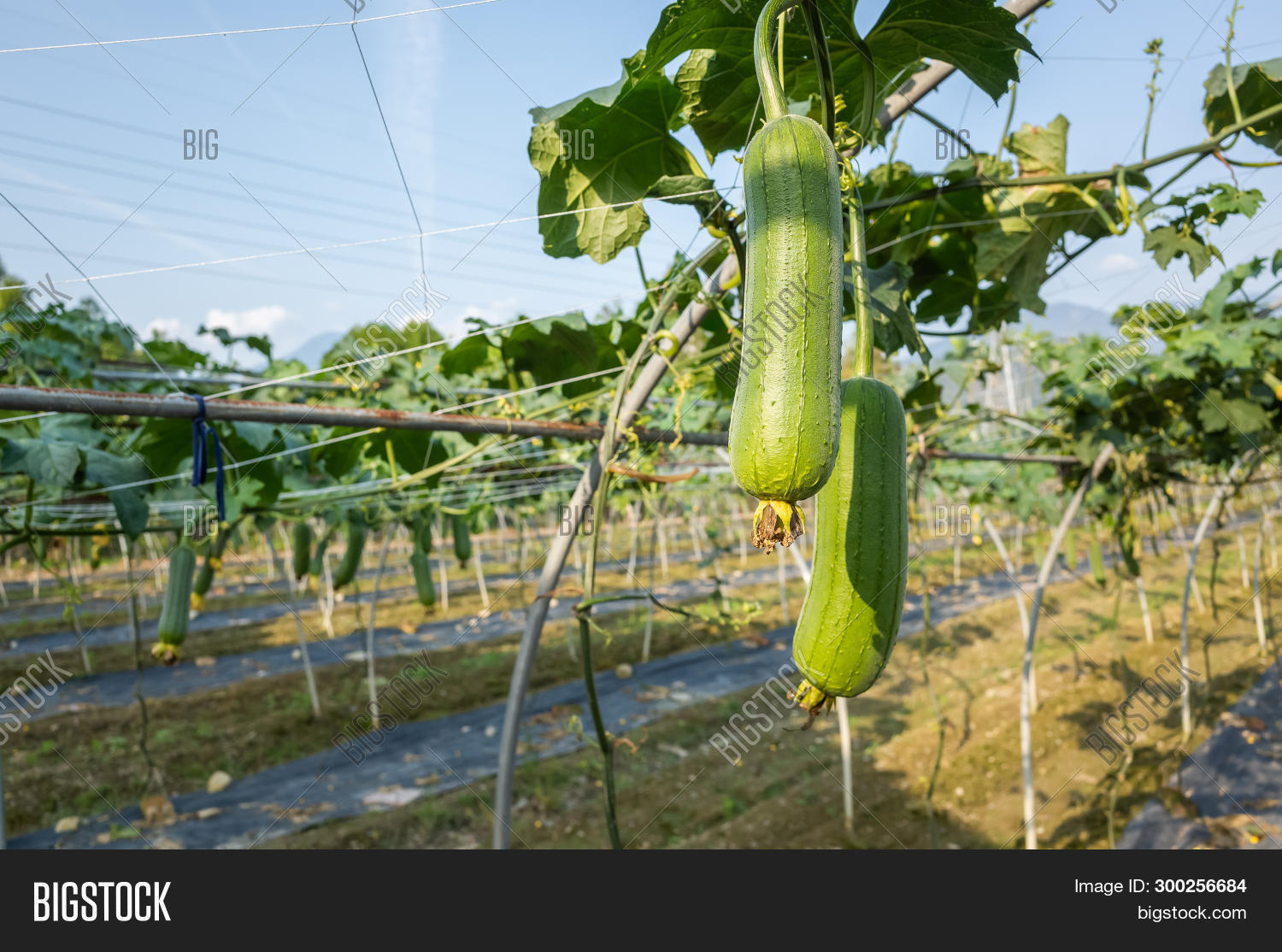 Loofah Farm Daytime Image & Photo (Free Trial) Bigstock