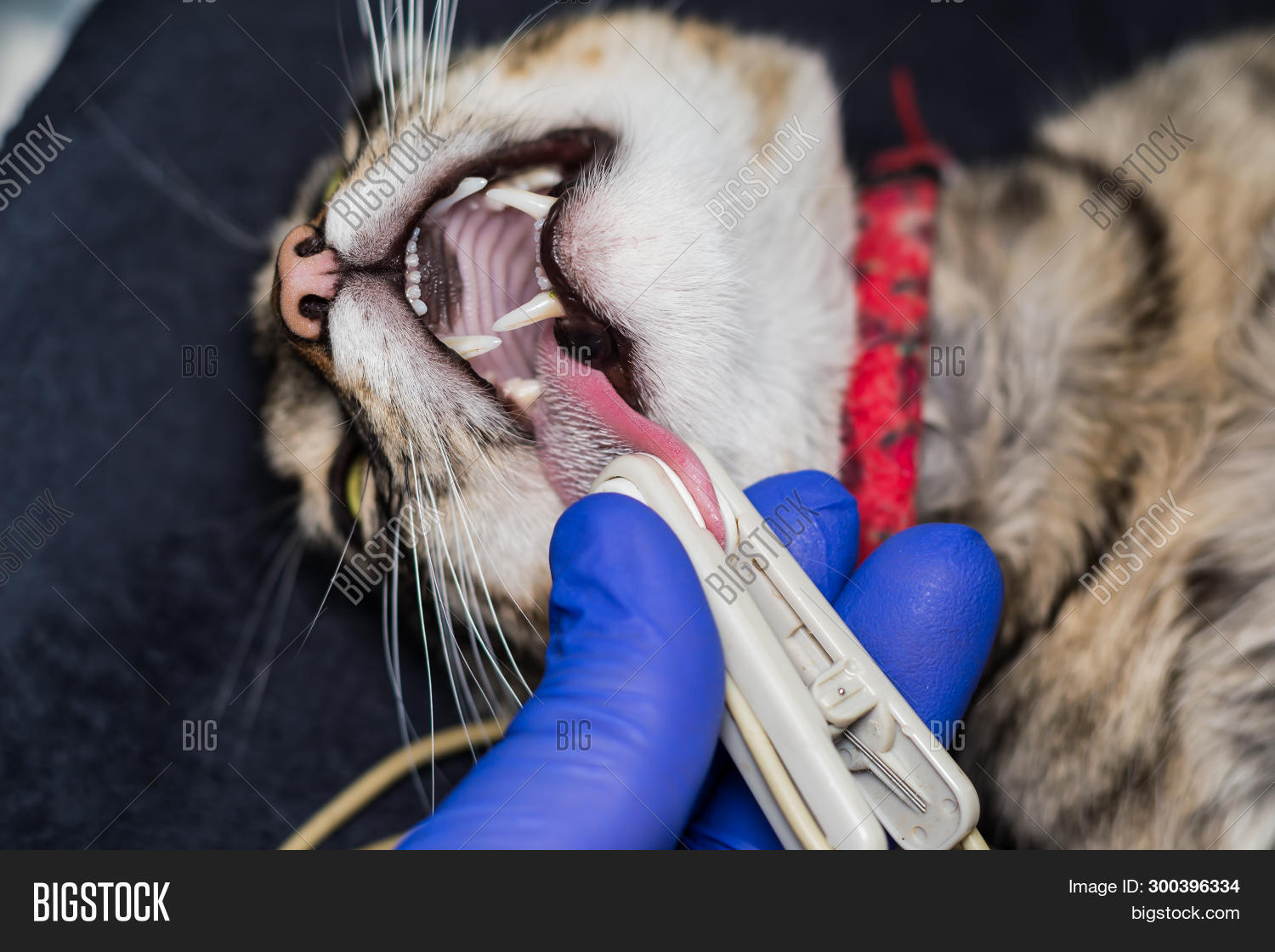 Sedated Cat Lingual Image Photo Free Trial Bigstock