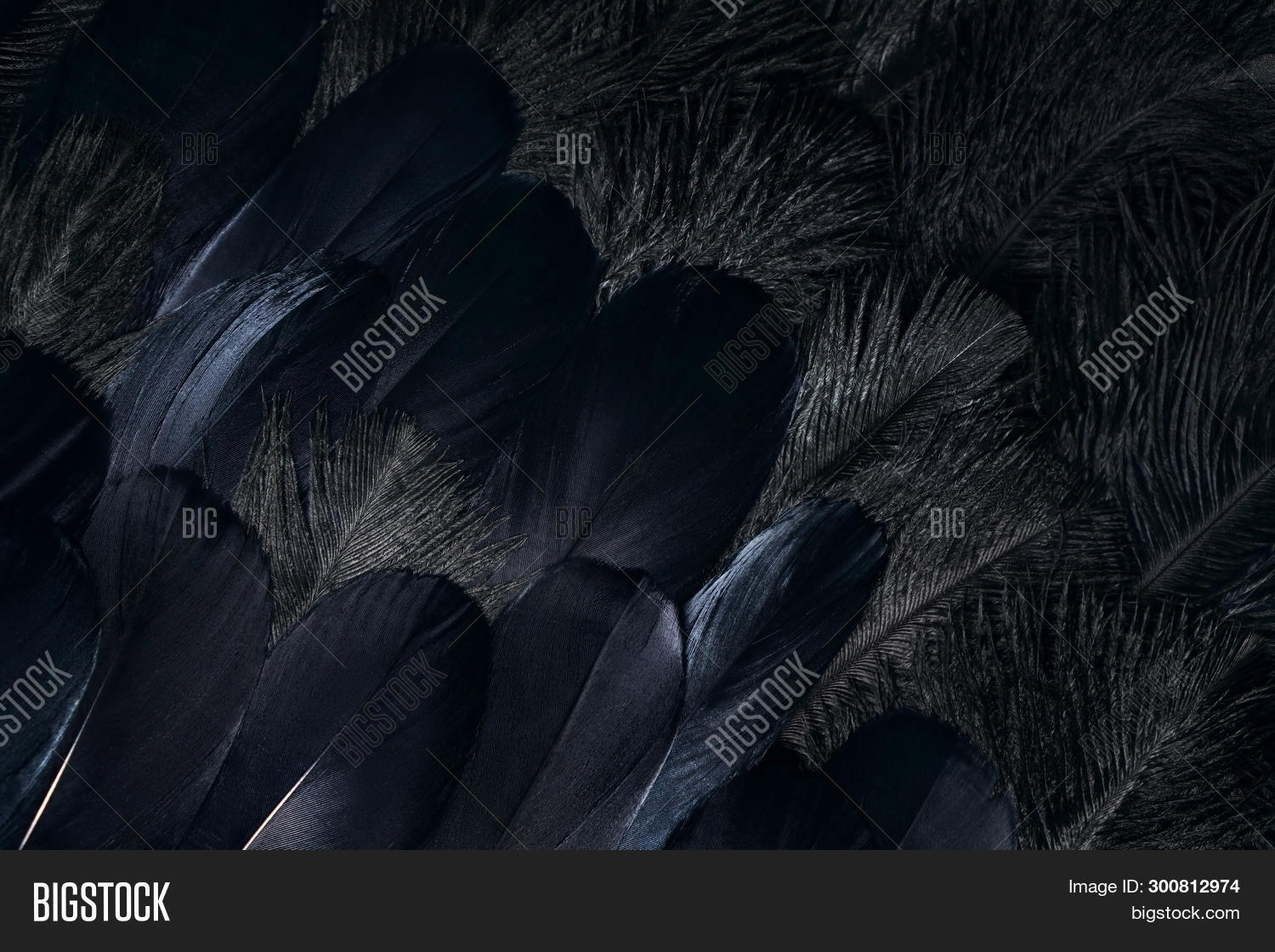 Crow Feathers Wallpaper