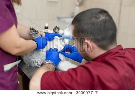 A Male Veterinarian Anesthesiologist Makes The Procedure For A Cat - A Catheterization Of The Bladde