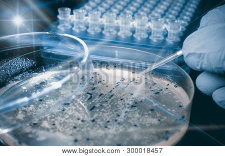 Petri Dish With Bacterial Colonies, Scientific Experiment