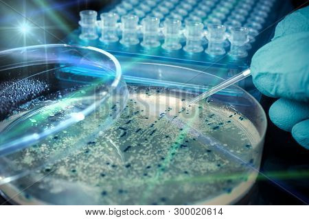 Petri Dish With Bacterial Colonies, Scientific Experiment
