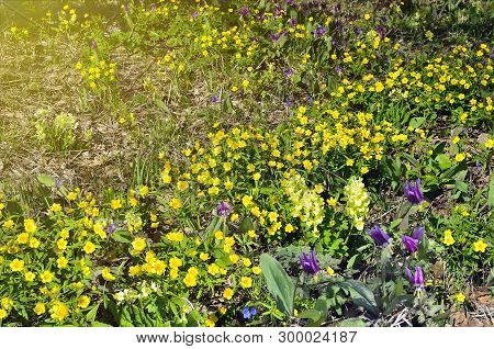 Colorful Spring Wildflowers On The Meadow At Sunny Day: Yellow Ranunculus And Primula Vulgaris, Purp