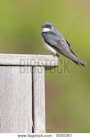 Strom vlaštovka (Tachycineta Bicolor) na ptačí dům