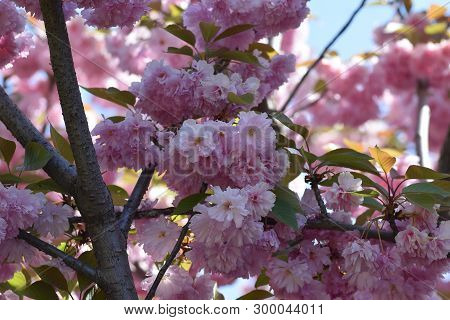 Pink Japanese Cherry Tree Blossoms Close Up