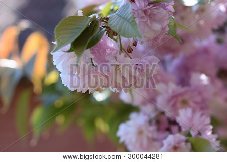 Pink Japanese Cherry Tree Blossoms In My Garden